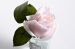 Диффуз.Rose Bud French Pink,спрей White Gardenia 5мл уп Garda Decor 96СN-R46 фото